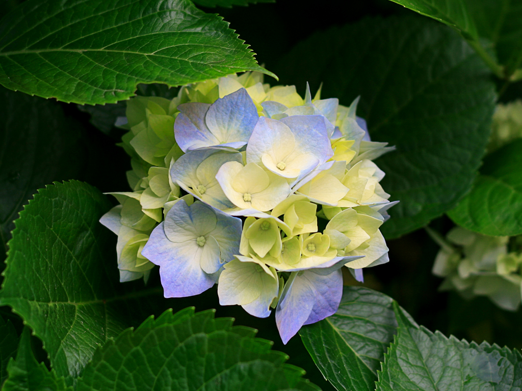 Hydrangeas - 副本 (2) - 副本 - 副本.jpg