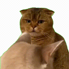 对峙猫-白 00_00_00-00_00_30.gif